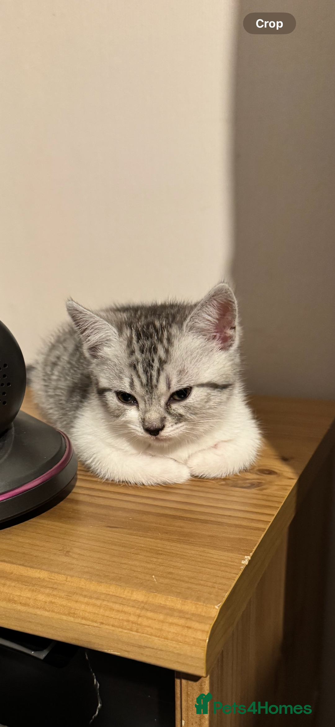 British Shorthair cats for sale: Kitten - Image 9