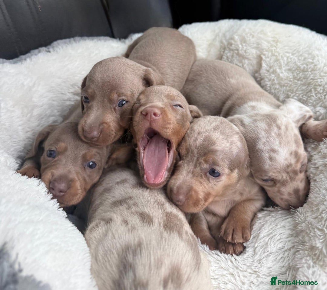 Miniature Dachshund dogs for sale: 🎄XMAS 🎄 MINIATURE DACHSHUNDS ISABELLA AND DAPPLE - Advert 5