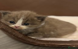 Ragdoll cats for sale: 3 beautiful ragdolls - Image 10