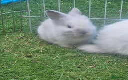 Lionhead rabbits for sale: Baby lionhead Rabbits-female ready to leave now  - Image 8
