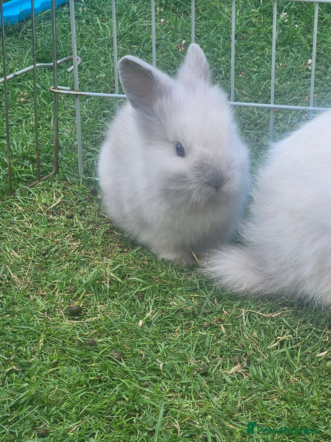 Lionhead rabbits for sale: Baby lionhead Rabbits-female ready to leave now  - Image 8