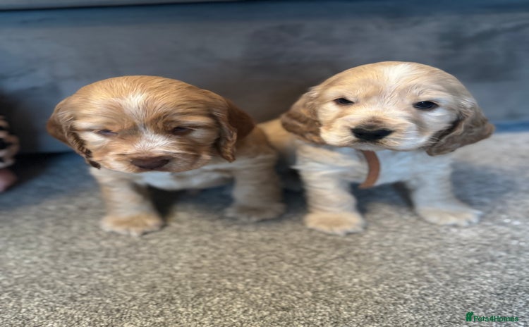 Cocker Spaniel dogs Outstanding KCshow cocker spaniels simbawood lines - Advert 4