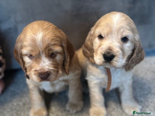 Cocker Spaniel dogs Outstanding KCshow cocker spaniels simbawood lines - Advert 3