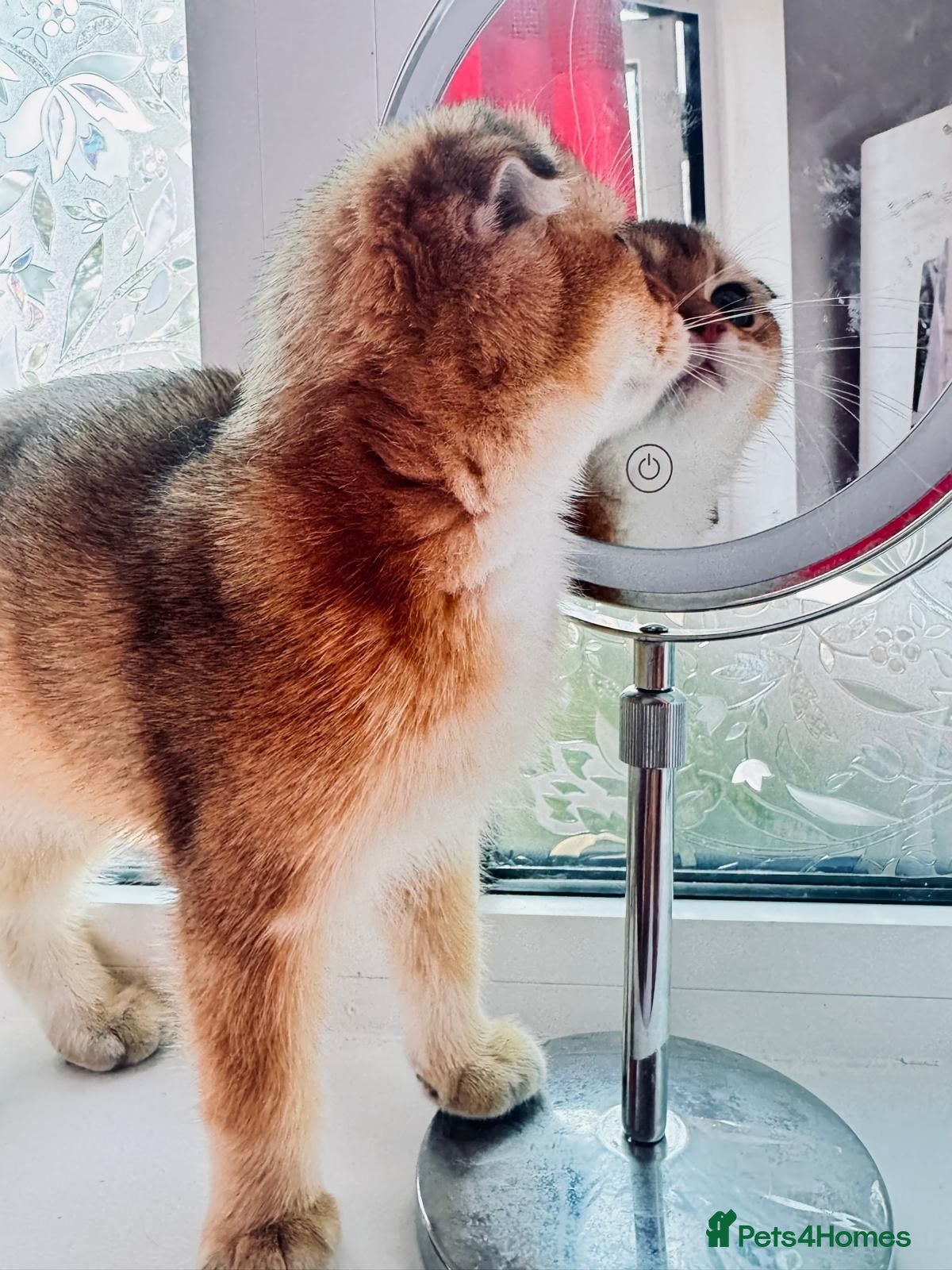Scottish Fold cats 🐾 TICA Registered Scottish Fold Boy  🩵 - Advert 2