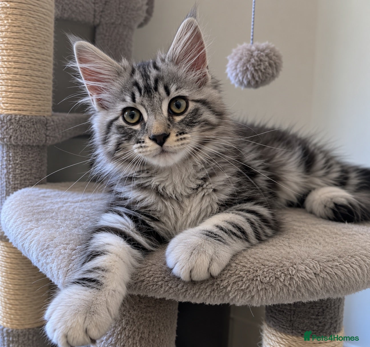 Mixed Breed cats Maine Coon x Siberian Boys | Large Parents - Advert 7