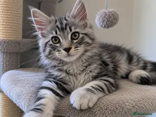 Mixed Breed cats Maine Coon x Siberian Boys | Large Parents - Advert 7
