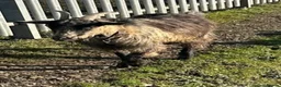 Goats livestock for sale: Female Pygmy goat - Advert 3
