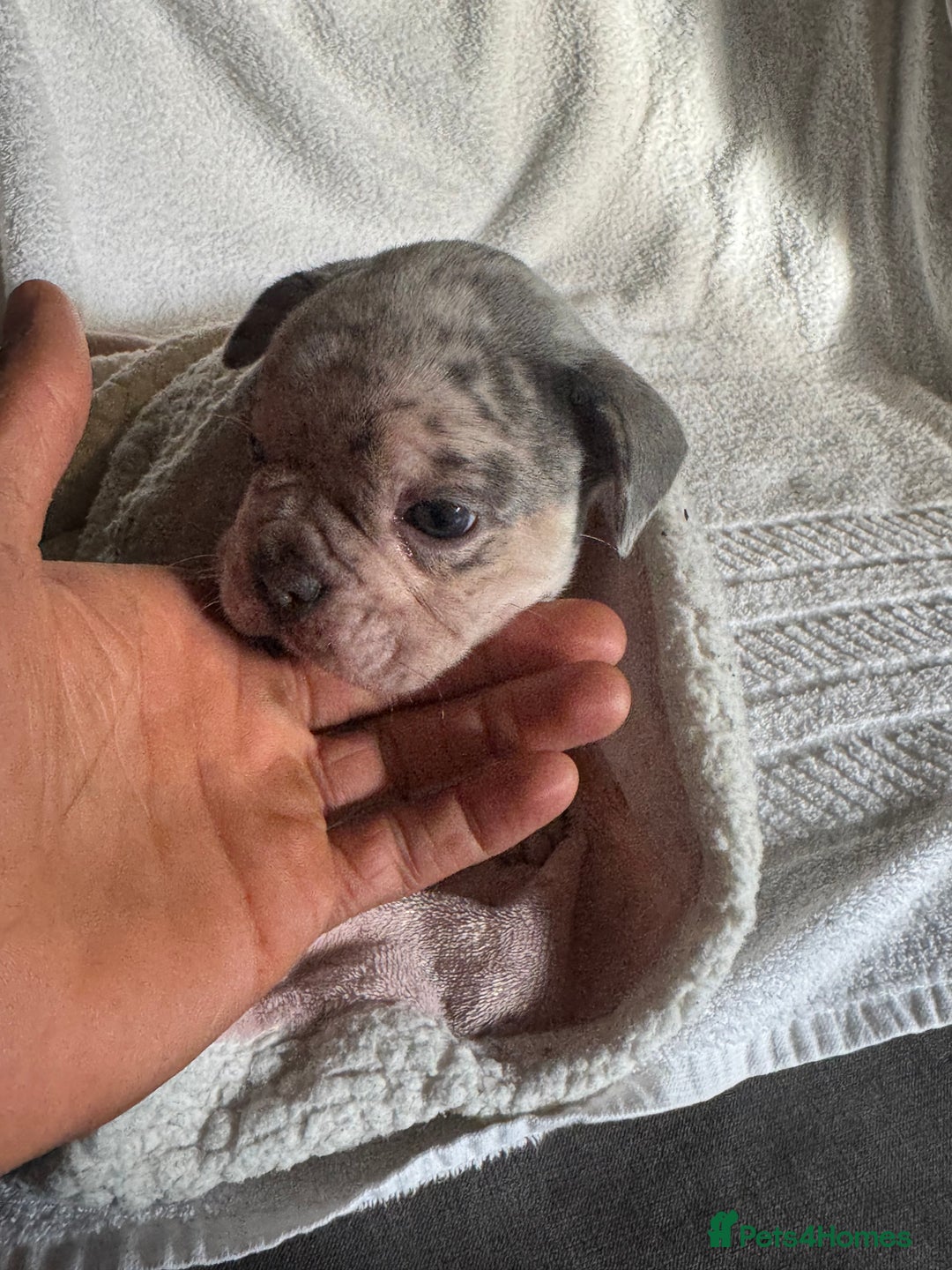 French Bulldog dogs for sale: 🐶 Stunning Merle Lilac Fawn French Bulldogs - Advert 16