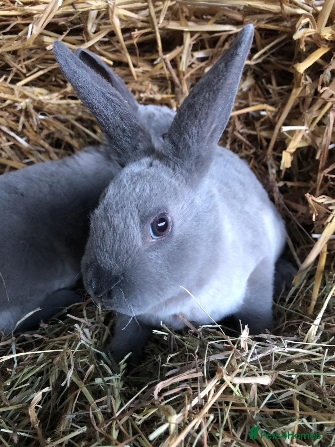 Rex rabbits for sale: Beautiful purebred velvet mini Rex rabbits 🐰🌿 - Advert 4