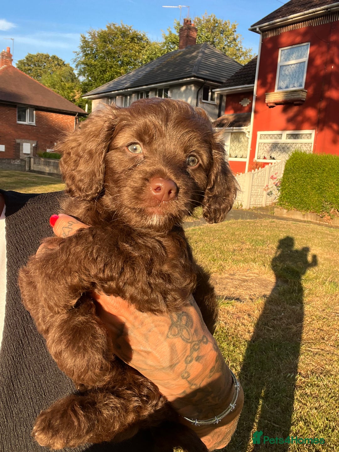 Cockapoo dogs for sale: Mini cockapoo pups  - Image 4