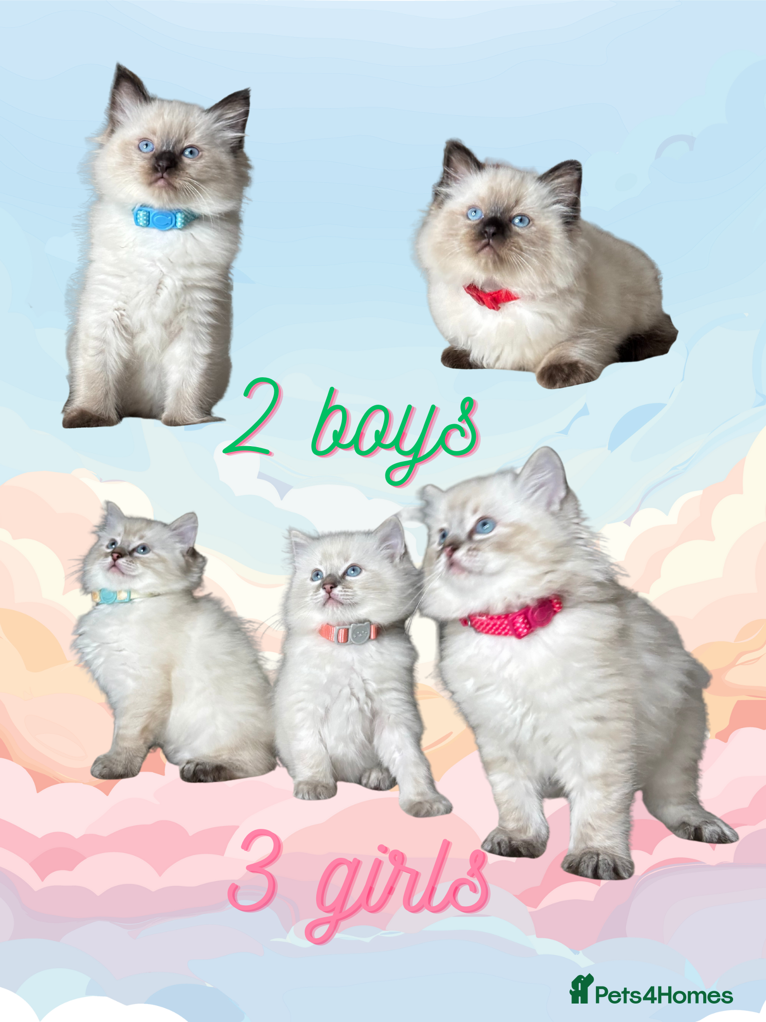 Ragdoll cats 5 beautiful PURE Ragdolls - Champion Bloodlines - Advert 1