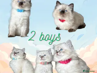 Ragdoll cats 5 beautiful PURE Ragdolls - Champion Bloodlines - Advert 3
