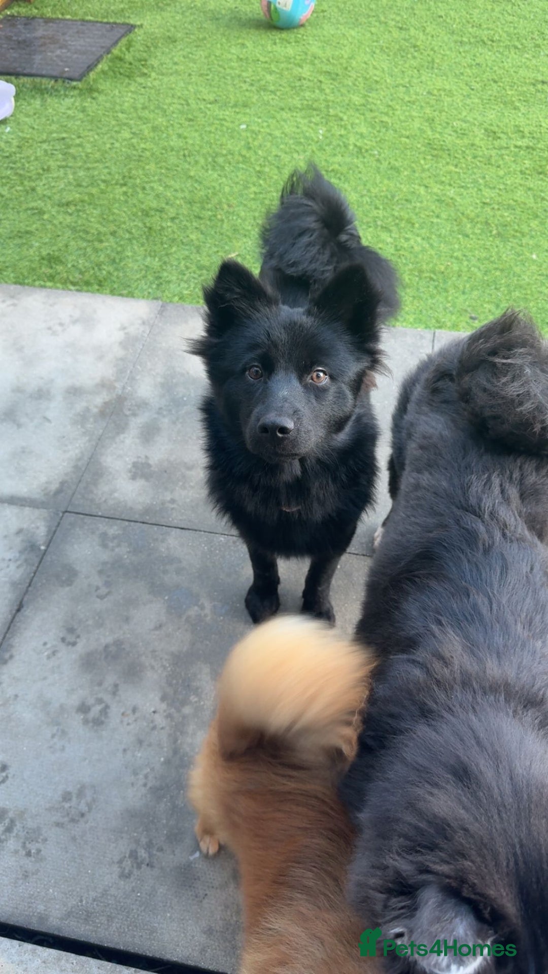 Pomsky dogs for sale: Pomsky For Sale. - Advert 2