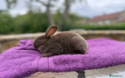 Rex rabbits for sale: Purebred Mini Rex - Image 2