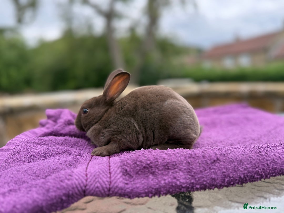 Rex rabbits for sale: Purebred Mini Rex - Image 2