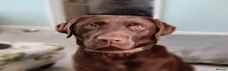 Labrador Retriever dogs for sale: Beautiful KC Choc Labrador Pups - 4 left! - Advert 12