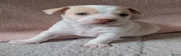 Mixed Breed dogs for sale: Jack Russell X Shorkie Pups in Sandbach - Advert 11