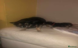 Chihuahua dogs for sale: two black and tan chuahua puppies  - Image 1