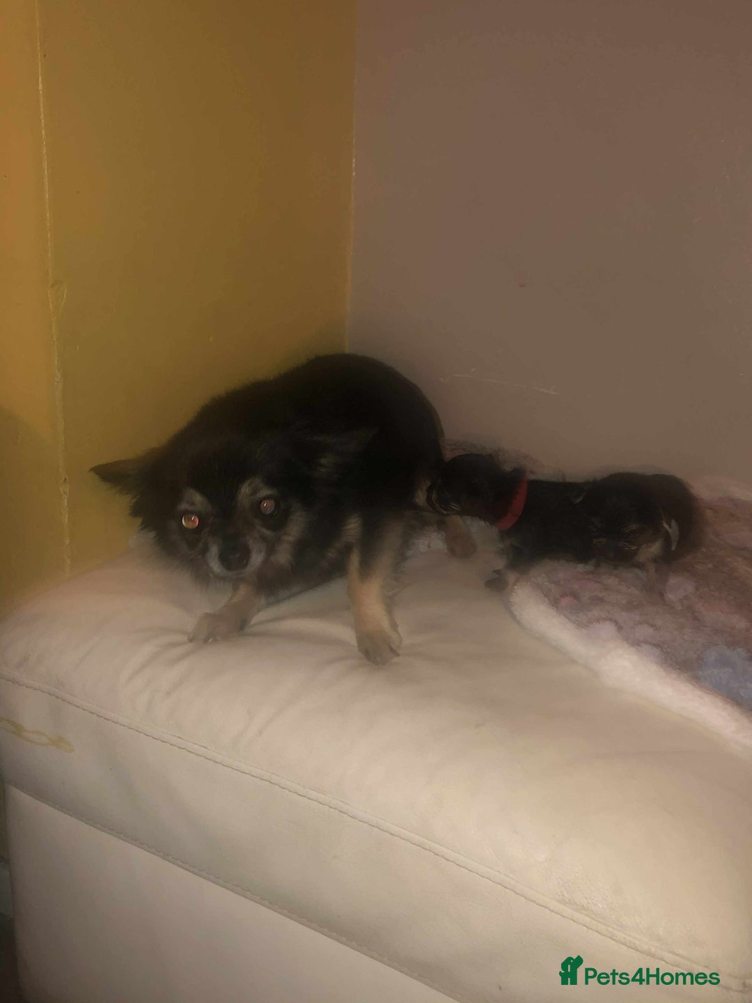 Chihuahua dogs for sale: two black and tan chuahua puppies  - Image 1