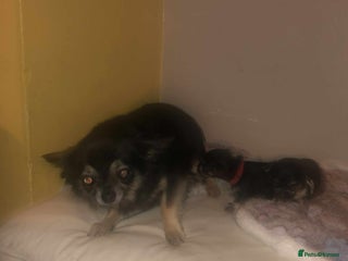 Chihuahua dogs - Advert 1