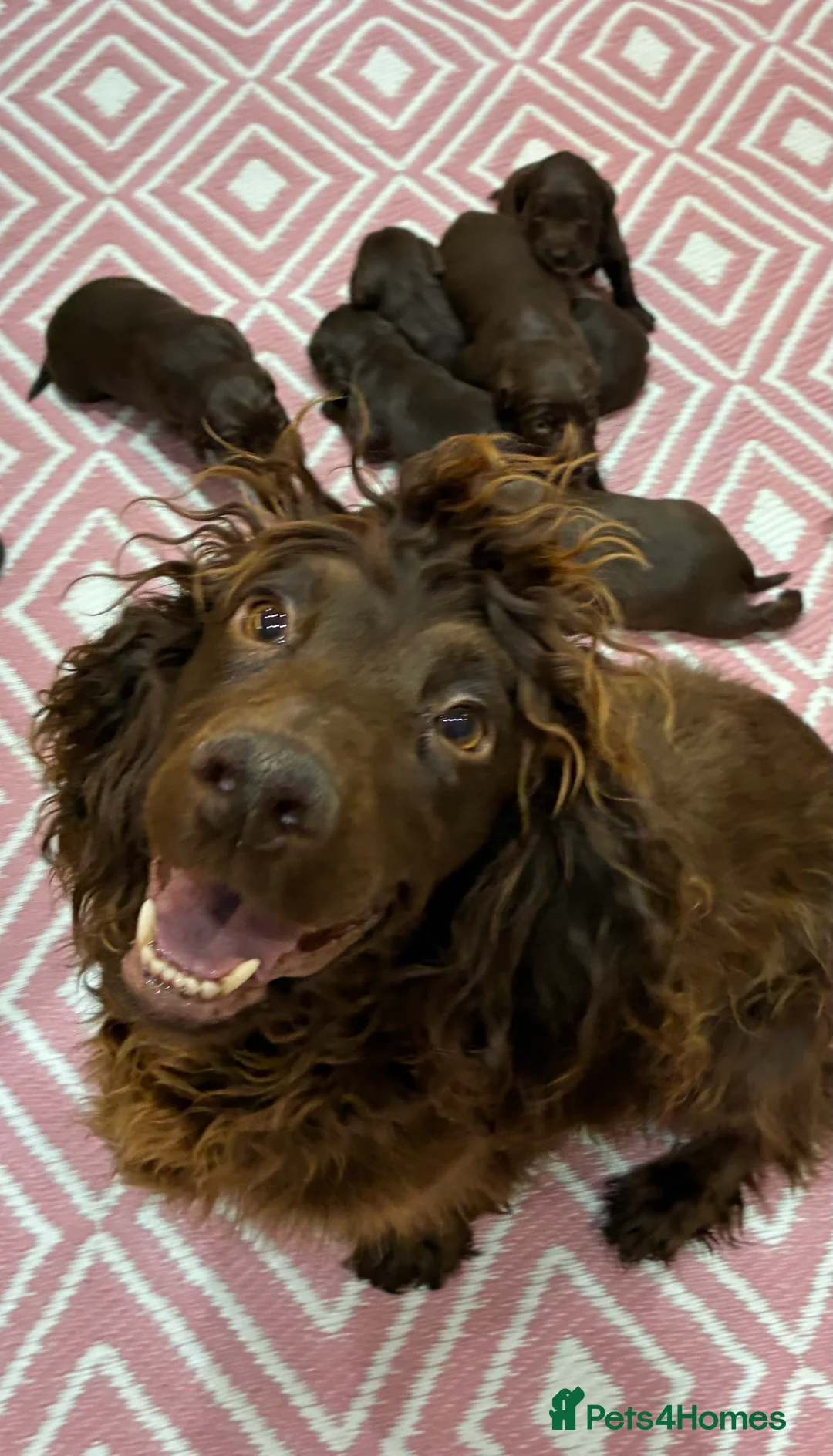 Sprocker dogs for sale: Sprocker puppies for sale  - Advert 4