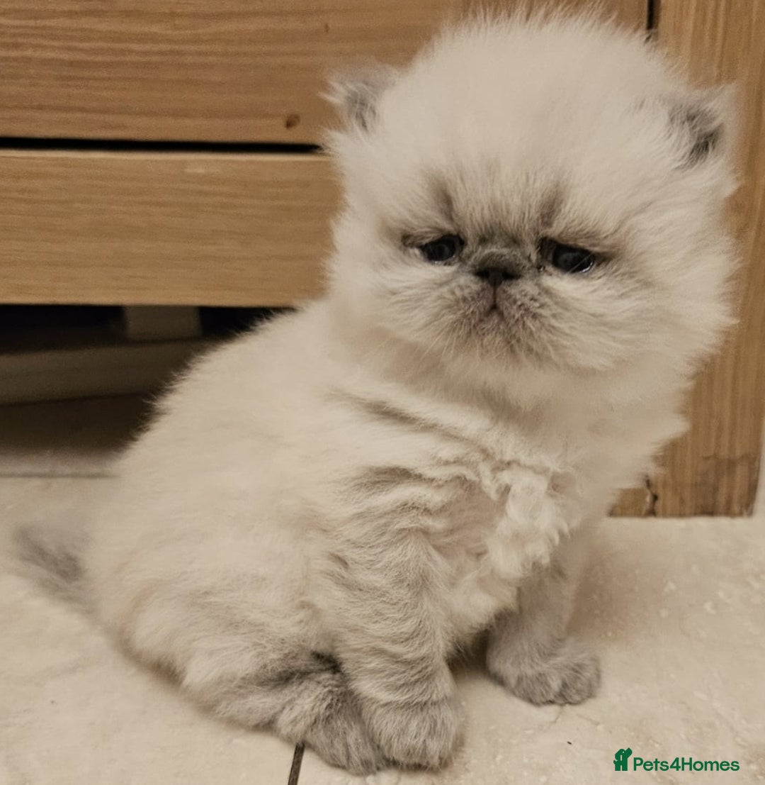 Persian cats for stud: GCCF REGISTERED PERSIAN STUD CHAMPION LINES PROVEN in London - Image 9