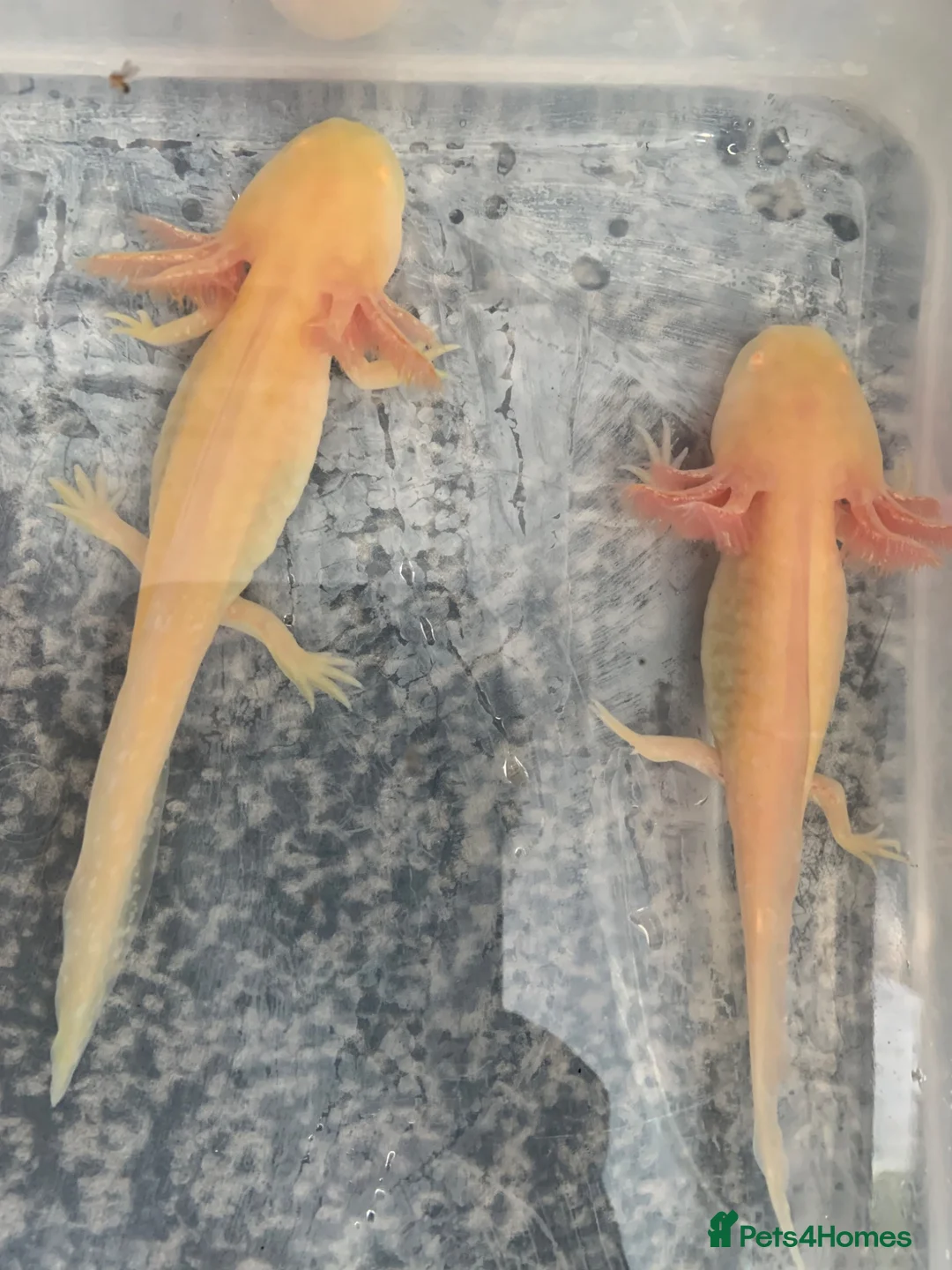 Axolotl reptiles for sale: Axolotl For Sale - Advert 5
