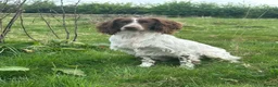 English Springer Spaniel dogs for sale: Working English Springer Spaniel puppies in Wrexham - Advert 9