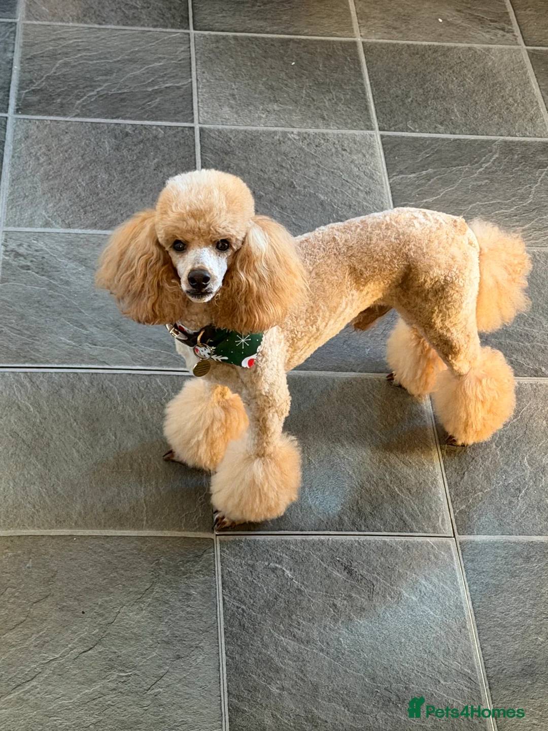 Poochon dogs for sale: Stunning deep red & apricot Poochon puppies - Advert 2