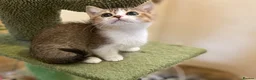 Munchkin cats for sale: Full Pedigree Munchkin Kittens - Advert 12