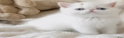 Exotic cats for sale: Superb quality rare exotic kittens. - Advert 24