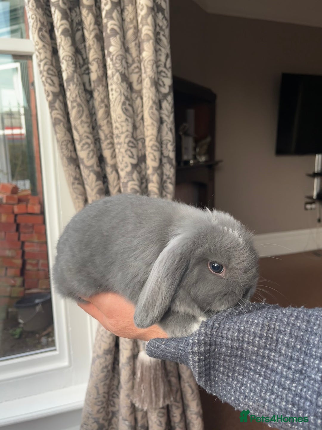 Mini Lop rabbits for sale: Baby Mini Lops - Advert 4