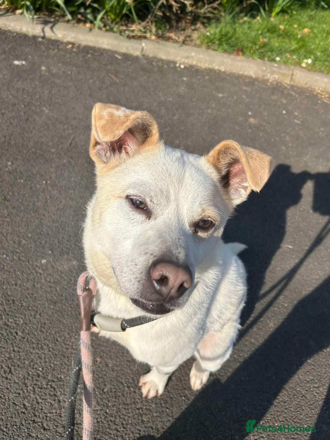 Mixed Breed dogs for adoption: Meet Bear, currently residing in Cheshire  - Image 2