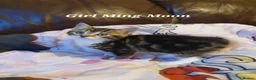 Mixed Breed cats for sale: Mix Bread Kittens  - Advert 7