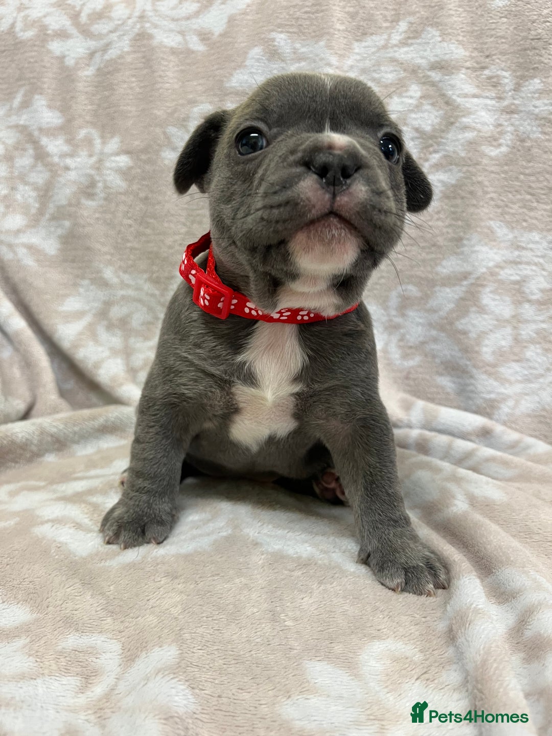 French Bulldog dogs for sale: Lovely Frenchies  - Advert 16