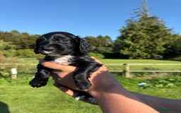 Cocker Spaniel dogs for sale: Working cocker spaniel - Image 3