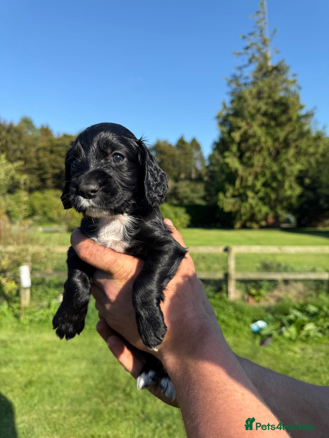Cocker Spaniel dogs for sale: Working cocker spaniel - Image 3