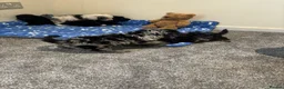 Cavapoo dogs for sale: Health tested Cavapoo puppies  - Advert 10