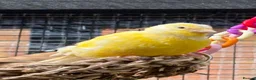 Canaries birds for sale: Canaries For Sale in Eastbourne - Advert 5