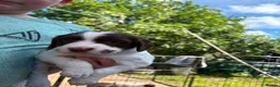 English Springer Spaniel dogs for sale: KC Reg Springer Spaniel Puppies - Horsham in Horsham - Advert 21