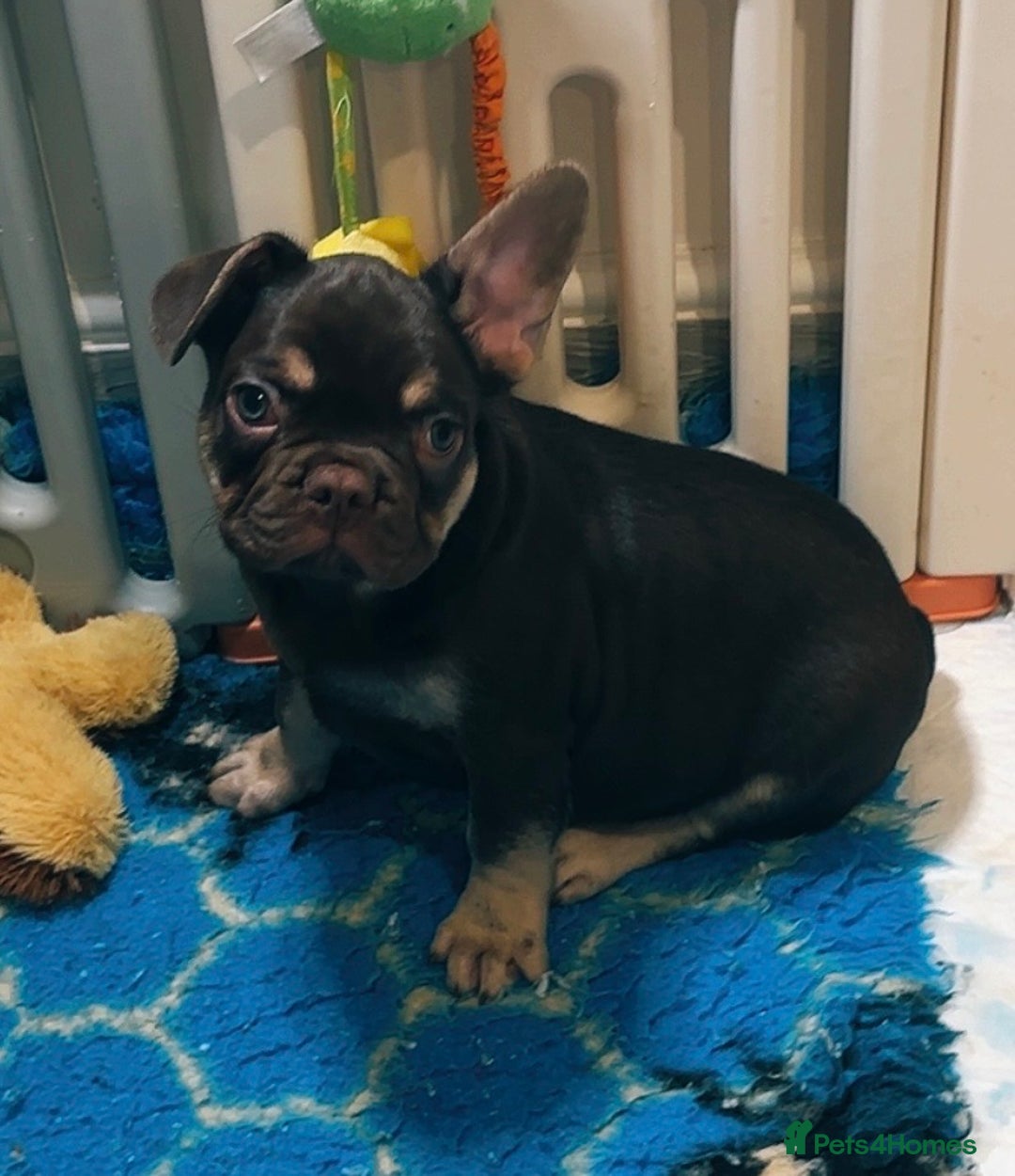French Bulldog dogs for sale: READY NOW- 2 BOYS LEFT- QUALITY FRENCHIE PUPS - Advert 2