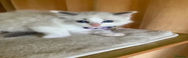 Ragdoll 2