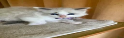 Ragdoll cats for sale: Beautiful full ragdoll kittens  - Advert 23