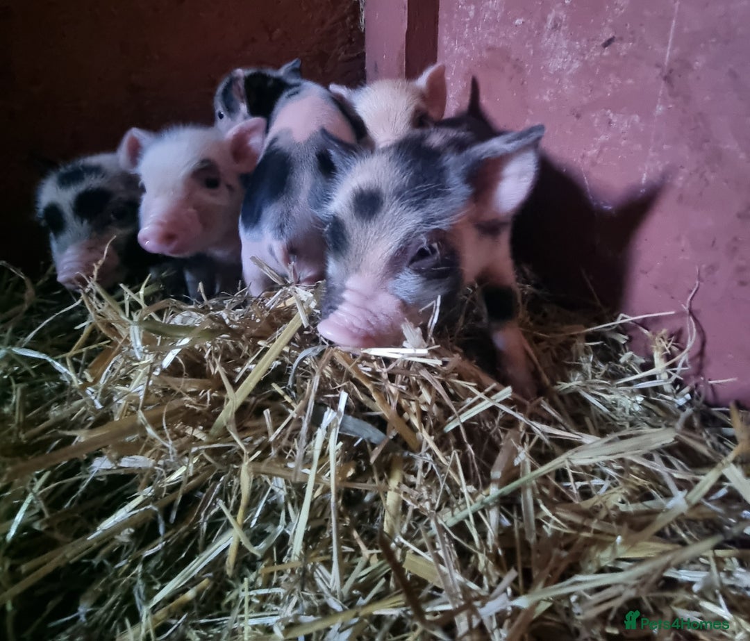 Pig livestock for sale: Micro pigs /t cup - Image 8