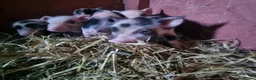 Pig livestock for sale: Micro pigs /t cup - Advert 9