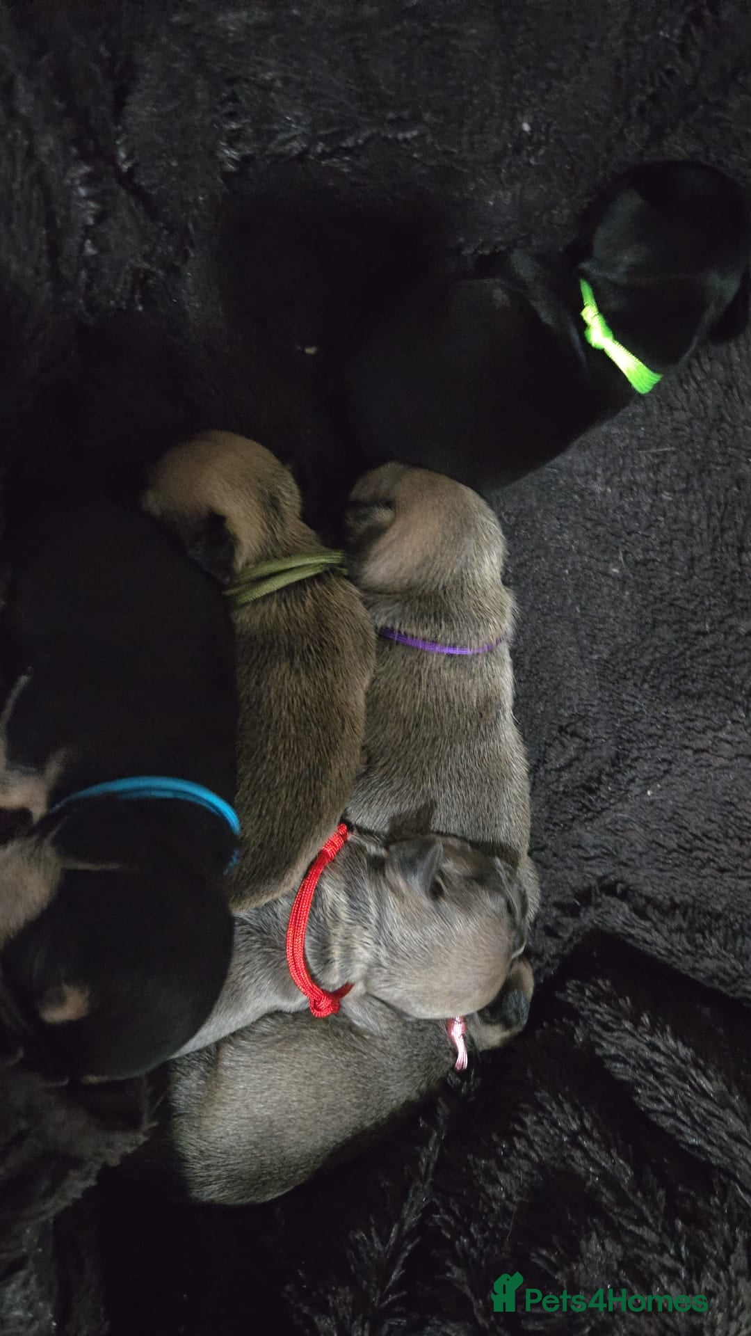 French Bulldog dogs for sale: Frenchie puppies - Image 11