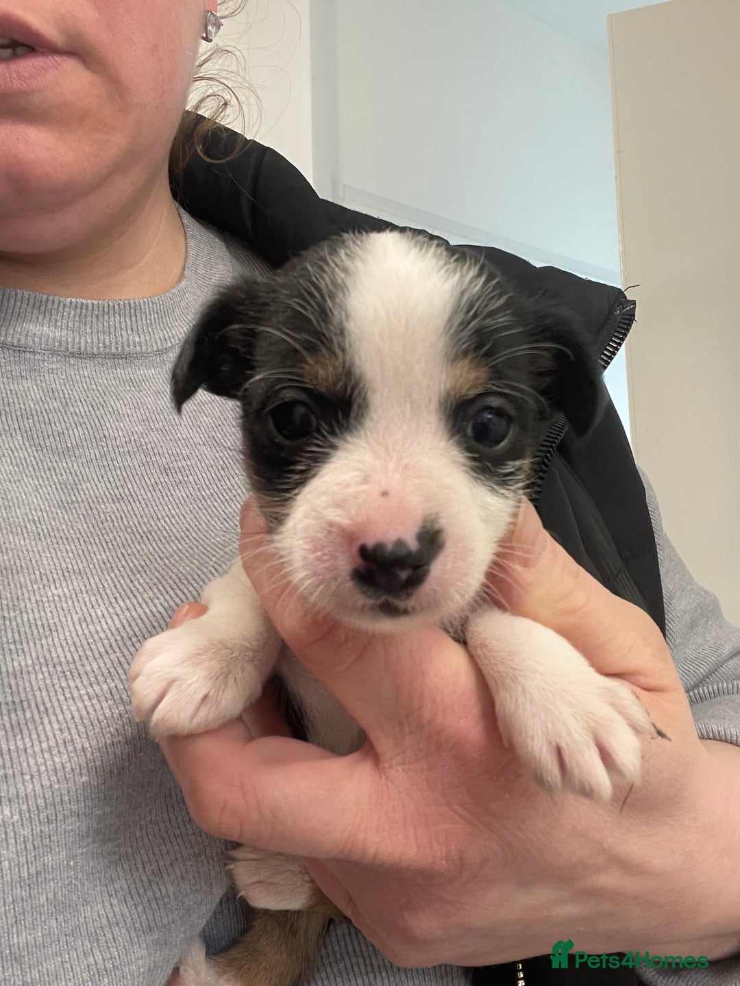 Mixed Breed dogs for sale: Yorkshire terrier/ jack Russell puppies  - Advert 5