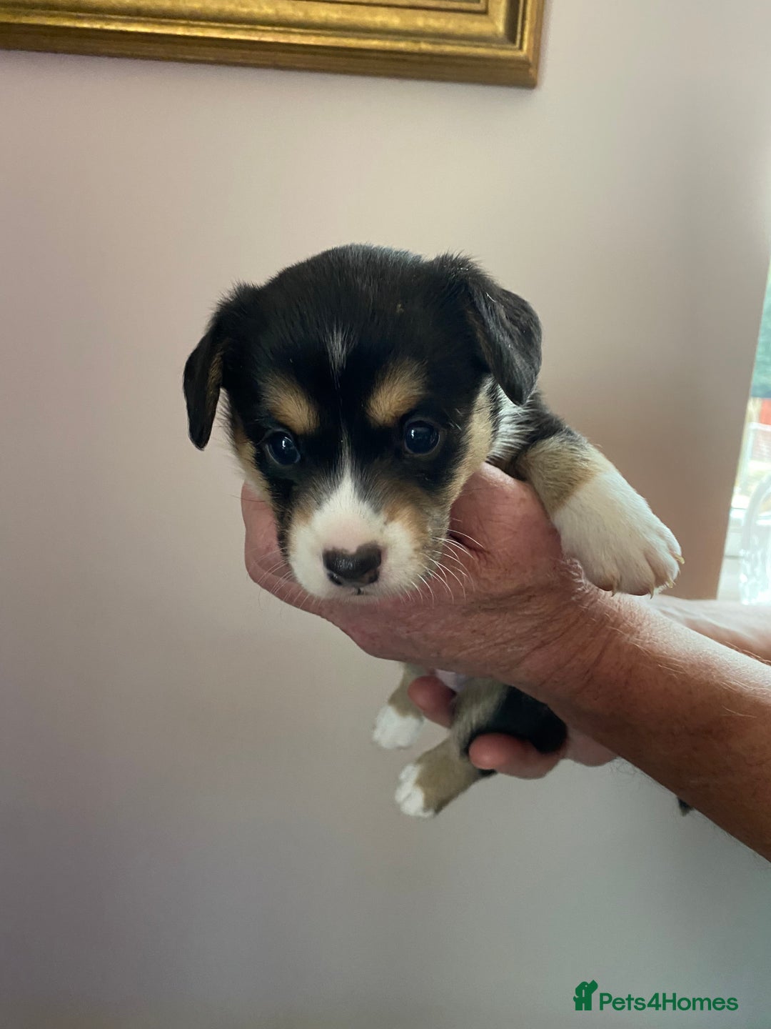 Welsh Corgi Cardigan dogs for sale: WELSH CARDIGAN CORGI BABIES - Advert 11