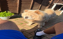 Chow Chow dogs for stud: Stunning KC Chow Chow for STUD  in Leicester - Image 5