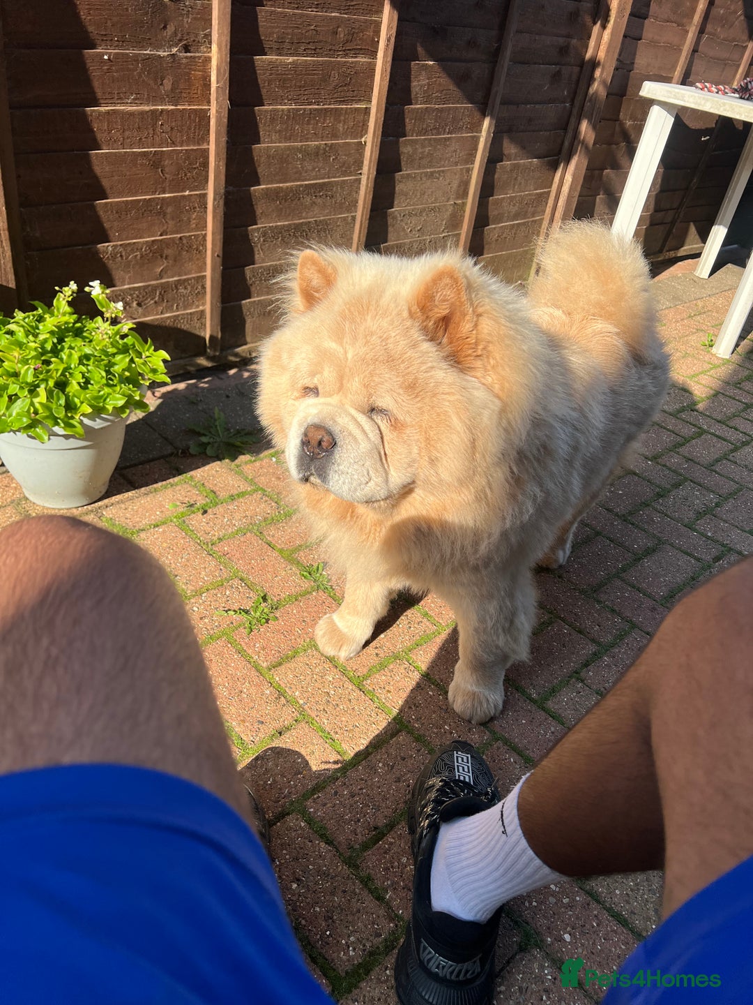 Chow Chow dogs for stud: Stunning KC Chow Chow for STUD  in Leicester - Image 5